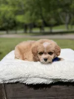 Peanut, a male Miniature Goldendoodle for sale in Mayfield, KY – Photo 5 of 10