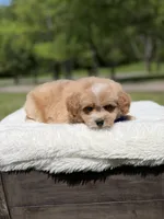 Peanut, a male Miniature Goldendoodle for sale in Mayfield, KY – Photo 2 of 10