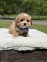 Peanut, a male Miniature Goldendoodle for sale in Mayfield, KY – Photo 6 of 10