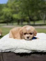 Peanut, a male Miniature Goldendoodle for sale in Mayfield, KY – Photo 4 of 10