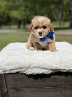 Peanut, a male Miniature Goldendoodle for sale in Mayfield, KY – Photo 9 of 10