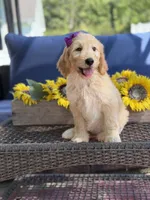 Dixie , a female Goldendoodle for sale in Mayfield, KY – 6 of 10
