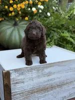 Edger, a male Miniature Aussiedoodle for sale in Mayfield, KY – 3 of 8