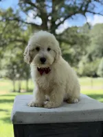 Buddy , a male Miniature Goldendoodle for sale in Mayfield, KY – 4 of 10