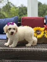 Aubrey, a female Miniature Goldendoodle for sale in Mayfield, KY – 6 of 10