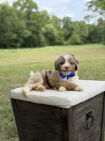 Wes , a male Miniature Aussiedoodle for sale in Mayfield, KY – 6 of 10
