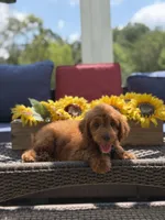 Buzz, a male Miniature Goldendoodle for sale in Mayfield, KY – 3 of 10