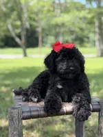 June , a female Miniature Bernedoodle for sale in Mayfield, KY – 4 of 10