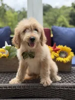Austin, a male Miniature Goldendoodle for sale in Mayfield, KY – 9 of 10
