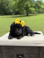 Gina, a female Miniature Bernedoodle for sale in Mayfield, KY – 7 of 9