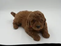 Griffin , a male Miniature Goldendoodle for sale in Mayfield, KY – Photo 3 of 10