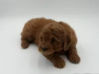 Griffin , a male Miniature Goldendoodle for sale in Mayfield, KY – Photo 2 of 10