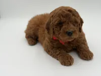 Griffin , a male Miniature Goldendoodle for sale in Mayfield, KY – Photo 9 of 10
