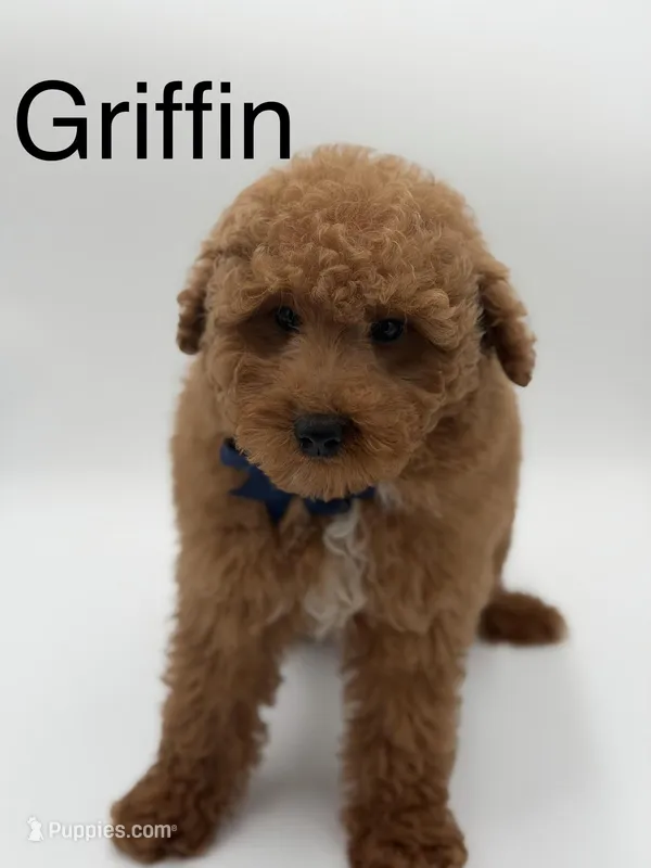 Griffin , a male Miniature Goldendoodle for sale in Mayfield, KY – Photo 1 of 10