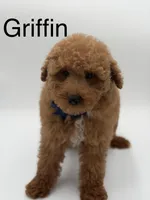 Griffin , a male Miniature Goldendoodle for sale in Mayfield, KY – Photo 1 of 10