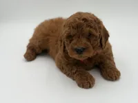 Griffin , a male Miniature Goldendoodle for sale in Mayfield, KY – Photo 5 of 10