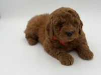 Griffin , a male Miniature Goldendoodle for sale in Mayfield, KY – Photo 8 of 10