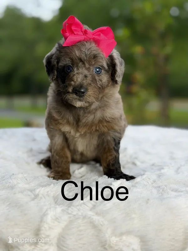 Chole  – Miniature Goldendoodle puppy for sale in Mayfield, KY