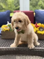 Austin, a male Miniature Goldendoodle for sale in Mayfield, KY – 5 of 10