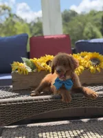 Boo, a male Miniature Goldendoodle for sale in Mayfield, KY – 8 of 10