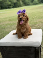 Whitney, a female Miniature Goldendoodle for sale in Mayfield, KY – 8 of 10