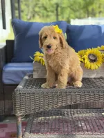 Dora, a female Goldendoodle for sale in Mayfield, KY – 10 of 10