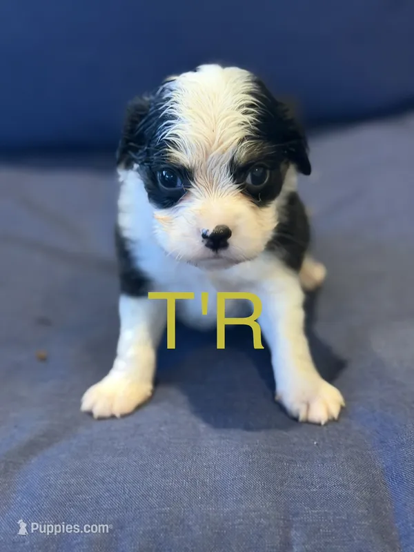 T'R, a male Aussalier for sale in Mayfield, KY – 1 of 8