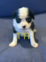 T'R, a male Aussalier for sale in Mayfield, KY – 1 of 8