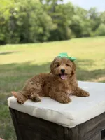 Wiggles, a female Miniature Goldendoodle for sale in Mayfield, KY – 8 of 10