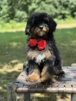 Teddy , a male Miniature Goldendoodle for sale in Mayfield, KY – 3 of 10