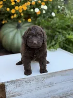 Edger, a male Miniature Aussiedoodle for sale in Mayfield, KY – 5 of 8