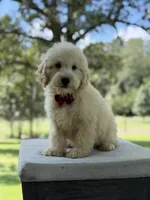 Buddy , a male Miniature Goldendoodle for sale in Mayfield, KY – 6 of 10