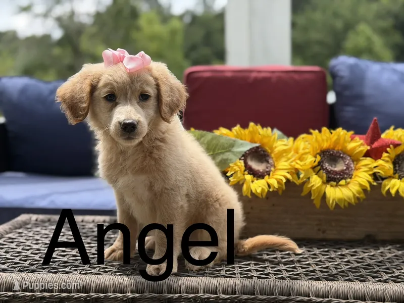 Angel – Miniature Goldendoodle puppy for sale in Mayfield, KY