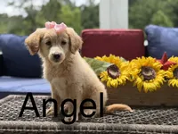 Angel, a female Miniature Goldendoodle for sale in Mayfield, KY – 1 of 10