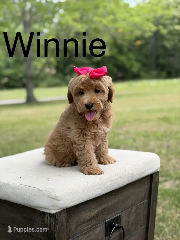 Winnie , a female Miniature Goldendoodle for sale in Mayfield, KY – 1 of 10