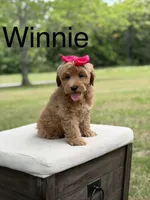 Winnie , a female Miniature Goldendoodle for sale in Mayfield, KY – 1 of 10