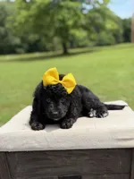 Gina, a female Miniature Bernedoodle for sale in Mayfield, KY – 5 of 9