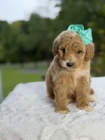 Cassie, a female Miniature Goldendoodle for sale in Mayfield, KY – 3 of 10