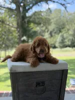 Buzz, a male Miniature Goldendoodle for sale in Mayfield, KY – 10 of 10