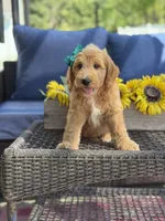 Daisy , a female Goldendoodle for sale in Mayfield, KY – 4 of 10