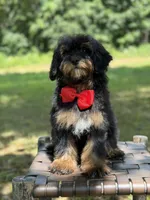 Teddy , a male Miniature Goldendoodle for sale in Mayfield, KY – 5 of 10