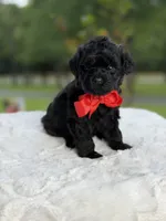 Carter , a male Miniature Goldendoodle for sale in Mayfield, KY – 7 of 10