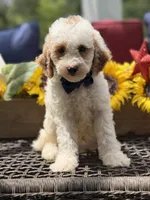 Adam, a male Miniature Goldendoodle for sale in Mayfield, KY – 4 of 10