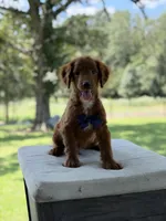 Boo, a female Miniature Goldendoodle for sale in Mayfield, KY – 8 of 10