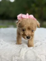 Cookie , a female Miniature Goldendoodle for sale in Mayfield, KY – 5 of 10