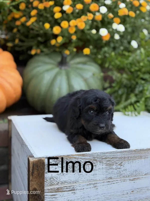 Elmo – Miniature Aussiedoodle puppy for sale in Mayfield, KY