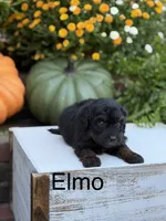 Elmo, a male Miniature Aussiedoodle for sale in Mayfield, KY – 1 of 9
