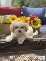 April, a female Miniature Goldendoodle for sale in Mayfield, KY – 6 of 10