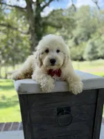 Buddy , a male Miniature Goldendoodle for sale in Mayfield, KY – 9 of 10