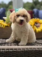 Airel, a female Miniature Goldendoodle for sale in Mayfield, KY – 5 of 10